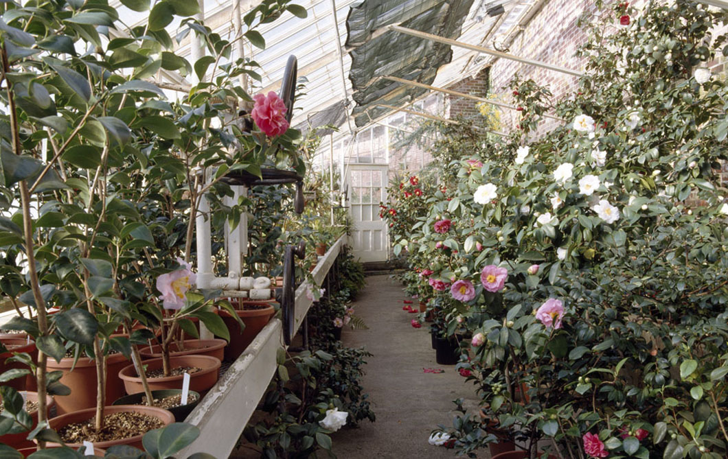 Lyman greenhouse interior.