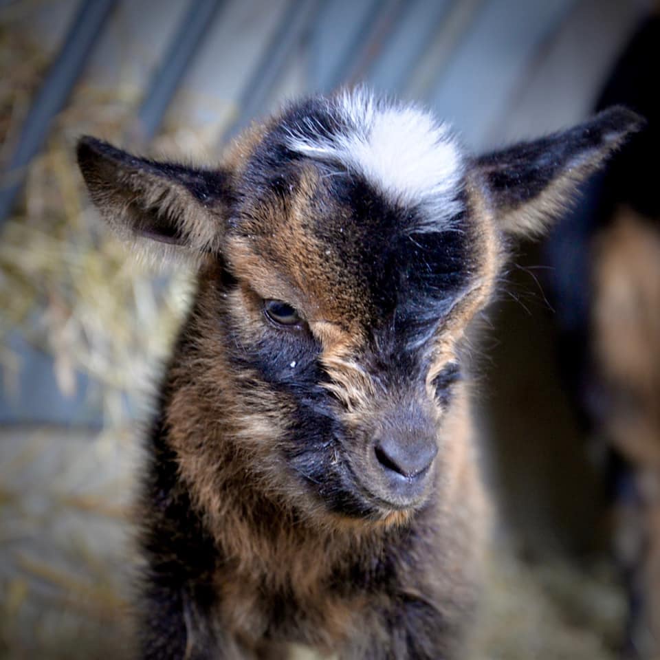 Comet the baby goat.