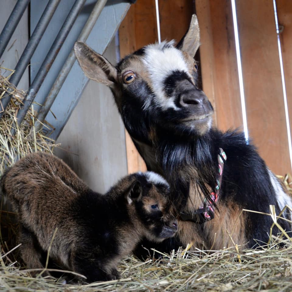 Mother calico goat and baby goat.