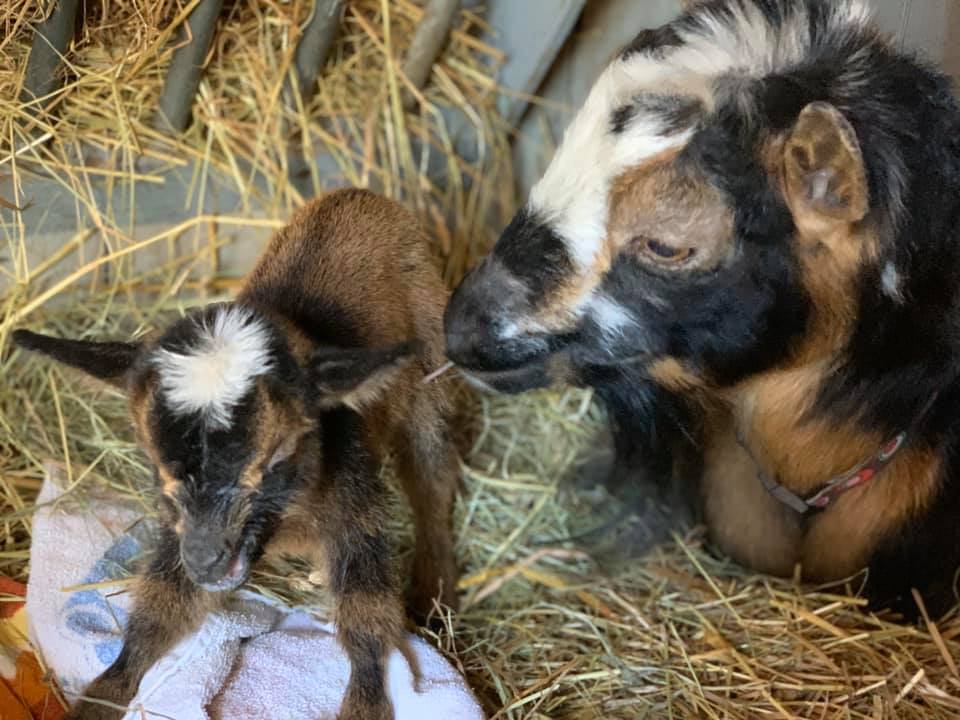 A mother goat nuzzles a baby goat trying to stand.