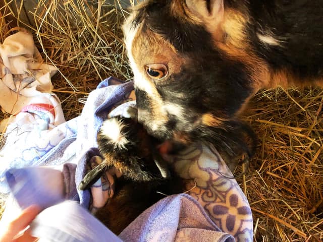 Mother goat nuzzles baby goat wrapped in towel.