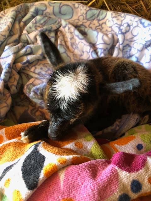 Comet the baby goat sits on top of towels soon after being born.